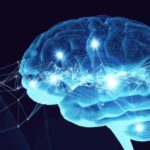 Neurobiology of Decision-Making: How the Brain Chooses Between Risk and Reward