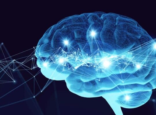 Brain
