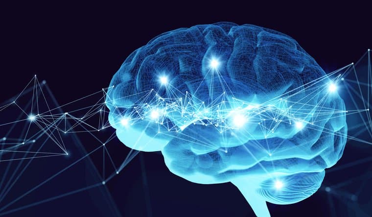 Brain